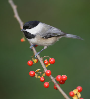 Carolina Chickadee (Poecile carolinensis) photo image
