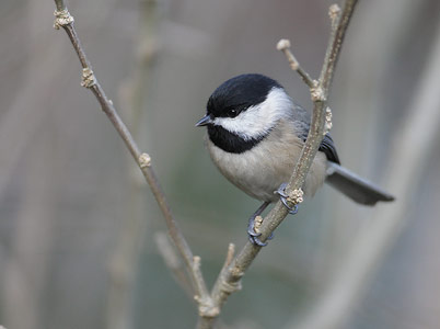 Carolina Chickadee (Poecile carolinensis) photo image