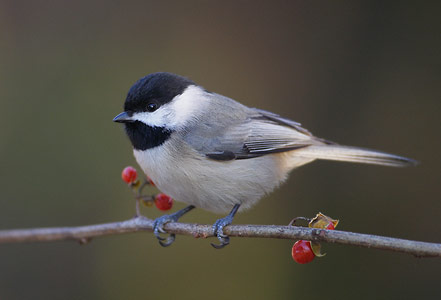 Carolina Chickadee (Poecile carolinensis) photo image