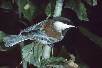 Chestnut-backed Chickadee (Poecile rufescens) photo image