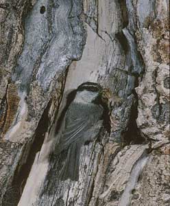 Mountain Chickadee (Poecile gambeli) photo image
