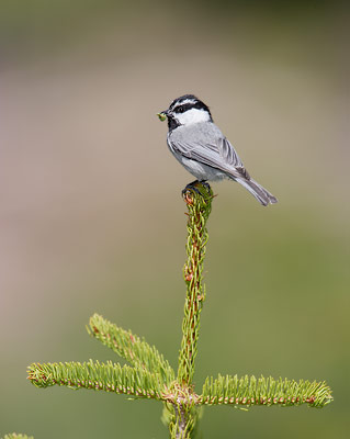 Mountain Chickadee (Poecile gambeli) photo image