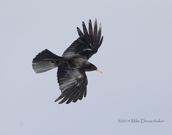 Red-billed Chough (Pyrrhocorax pyrrhocorax) photo image