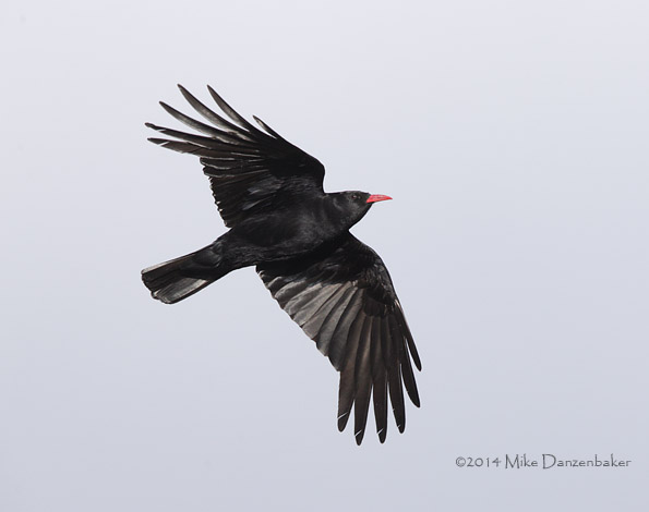 Red-billed Chough (Pyrrhocorax pyrrhocorax) photo image