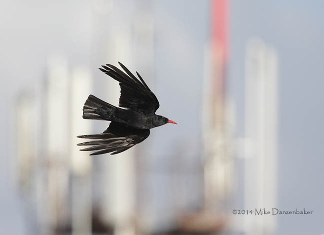 Red-billed Chough (Pyrrhocorax pyrrhocorax) photo image
