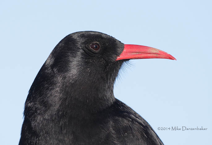 Red-billed Chough (Pyrrhocorax pyrrhocorax) photo image