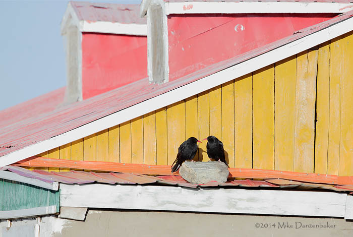 Red-billed Chough (Pyrrhocorax pyrrhocorax) photo image