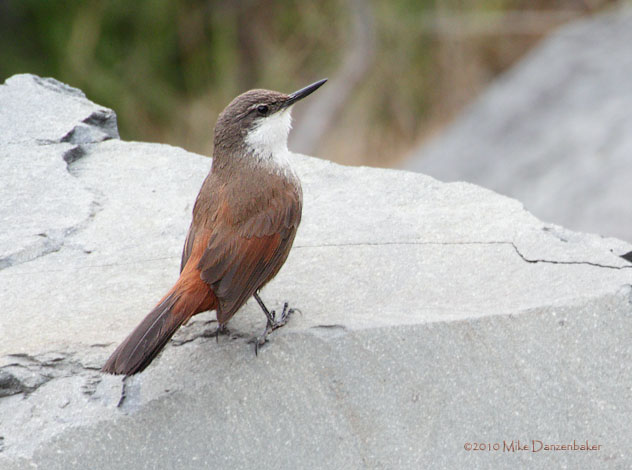 Crag Chilia (Ochetorhynchus melanurus) photo