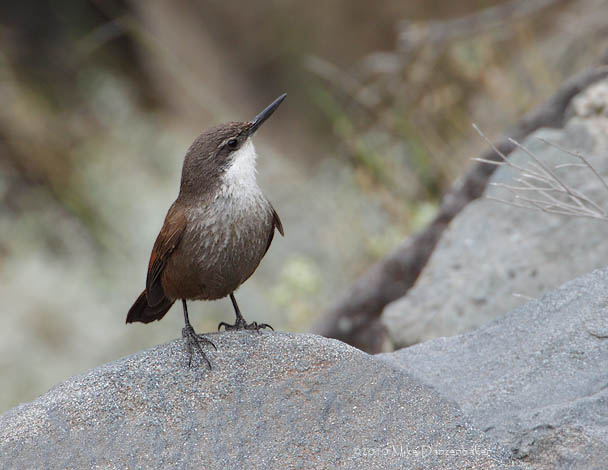Crag Chilia (Ochetorhynchus melanurus) photo