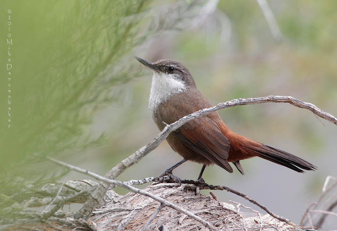 Crag Chilia (Ochetorhynchus melanurus) photo