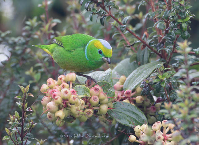 Golden-browed Chlorophonia (Chlorophonia callophrys) photo image