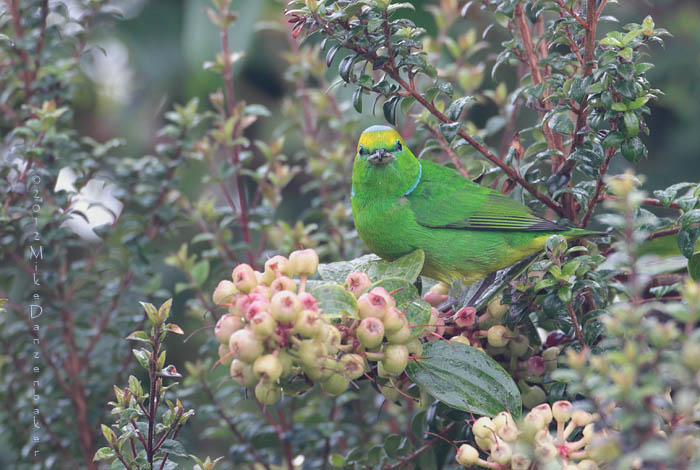 Golden-browed Chlorophonia (Chlorophonia callophrys) photo image