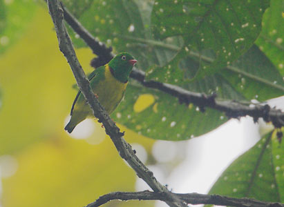 Yellow-collared Chlorophonia (Chlorophonia flavirostris) photo image