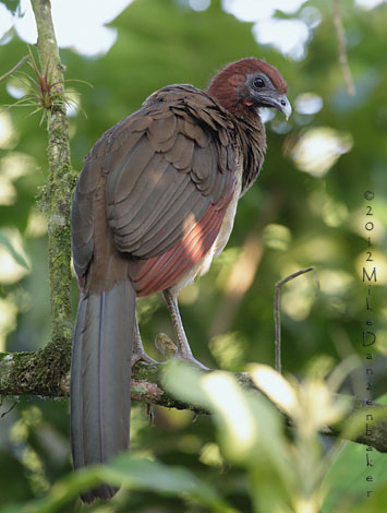 Rufous-headed Chachalaca (Ortalis erythroptera) photo