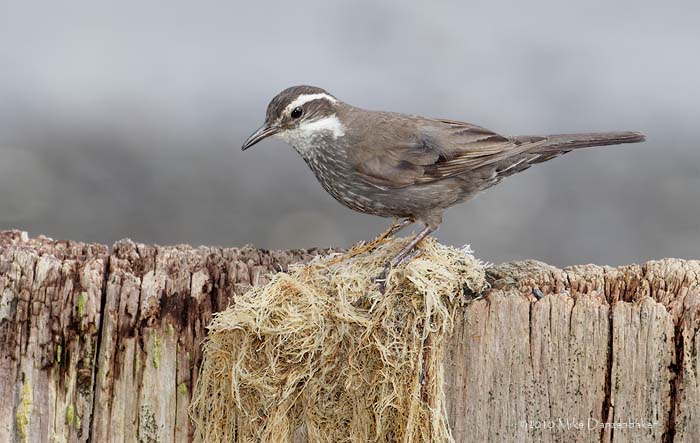 Dark-bellied Cinclodes (Cinclodes patagonicus) photo image