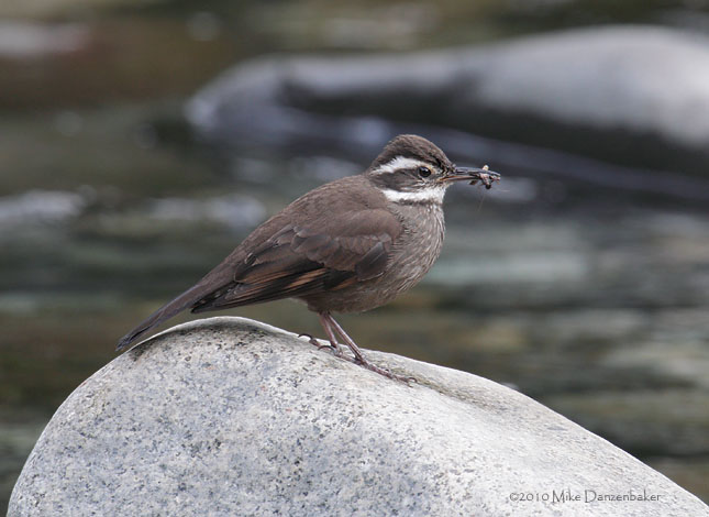 Dark-bellied Cinclodes (Cinclodes patagonicus) photo image