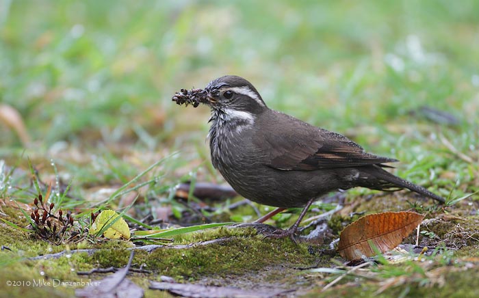 Dark-bellied Cinclodes (Cinclodes patagonicus) photo image
