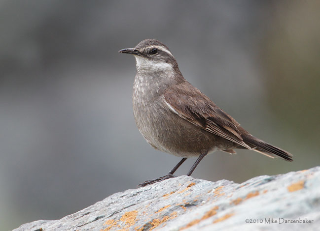 Gray-flanked Cinclodes (Cinclodes oustaleti) photo