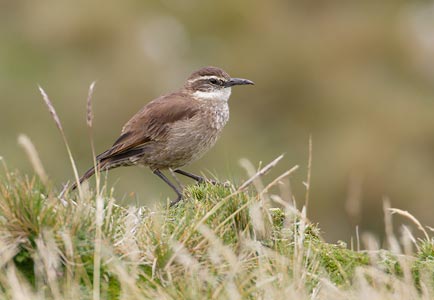 Stout-billed Cinclodes (Cinclodes excelsior) photo image