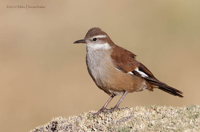 White-winged Cinclodes (Cinclodes atacamensis) photo