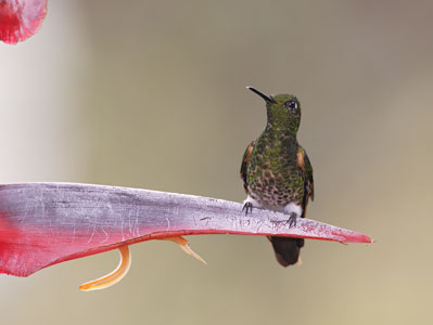 Buff-tailed Coronet (Boissonneaua flavescens) photo image