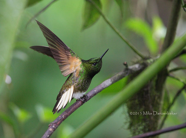 Buff-tailed Coronet (Boissonneaua flavescens) photo image