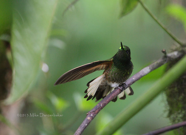 Buff-tailed Coronet (Boissonneaua flavescens) photo image