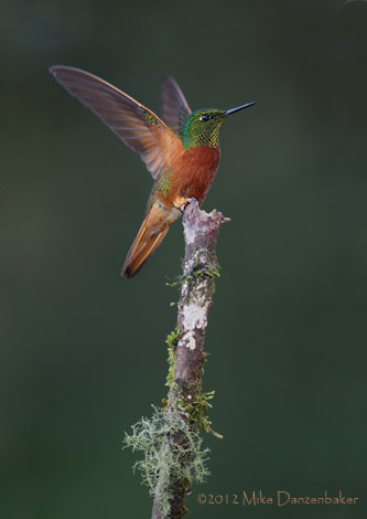 Chestnut-breasted Coronet (Boissonneaua matthewsii) photo