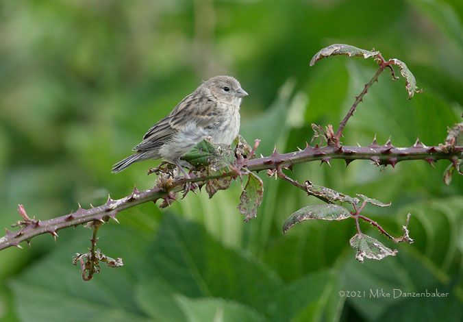 Atlantic Canary (Serinus canaria) photo image