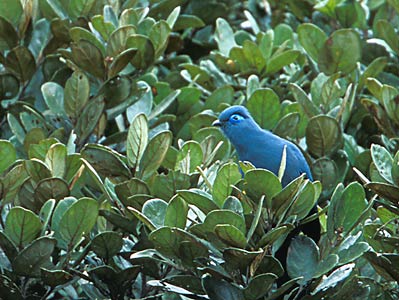 Blue Coua (Coua caerulea) photo image