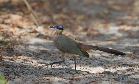 Red-capped Coua (Coua ruficeps) photo image