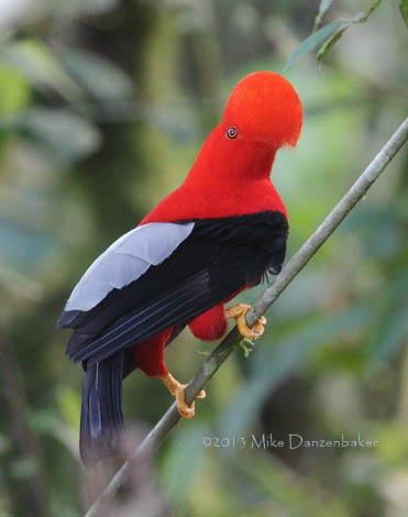 Andean Cock-of-the-rock (Rupicola peruvianus) photo