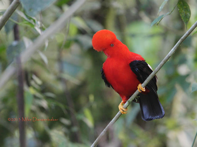 Andean Cock-of-the-rock (Rupicola peruvianus) photo