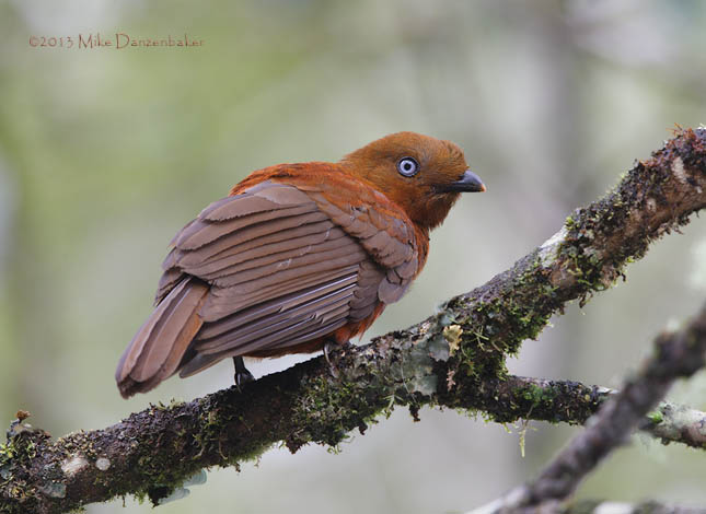 Andean Cock-of-the-rock (Rupicola peruvianus) photo