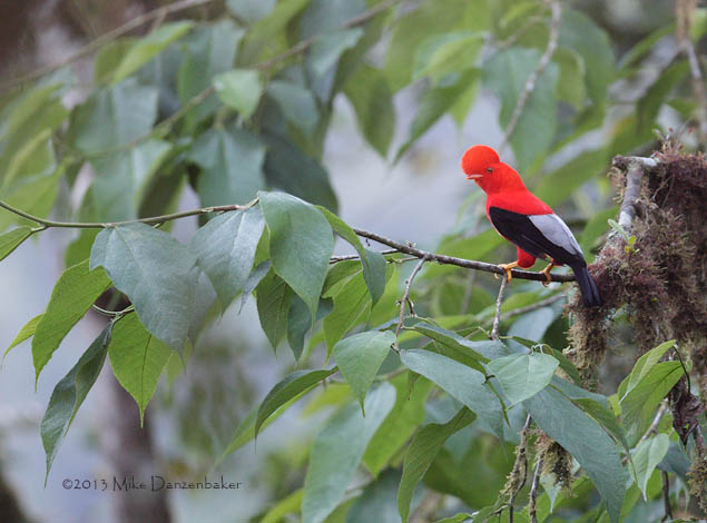 Andean Cock-of-the-rock (Rupicola peruvianus) photo