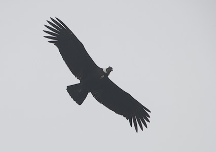 Andean Condor (Vultur gryphus) photo image