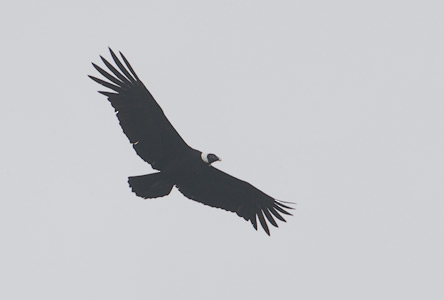 Andean Condor (Vultur gryphus) photo image