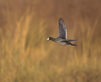 American Coot (Fulica americana) photo image