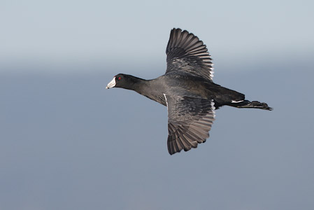 American Coot (Fulica americana) photo