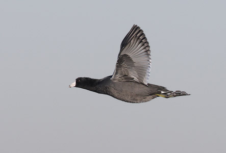American Coot (Fulica americana) photo