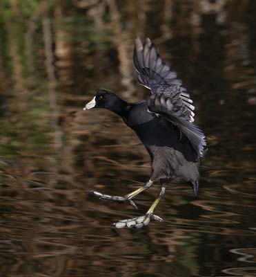 American Coot (Fulica americana) photo