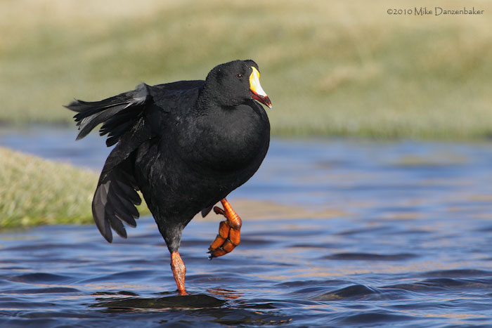 Giant Coot (Fulica gigantea) photo