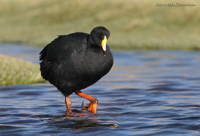 Giant Coot (Fulica gigantea) photo