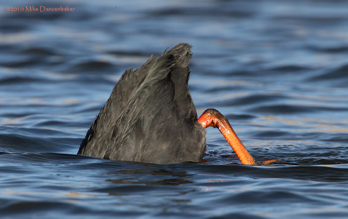 Giant Coot (Fulica gigantea) photo