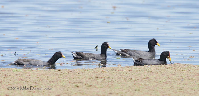 Red-gartered Coot (Fulica armillata) photo image