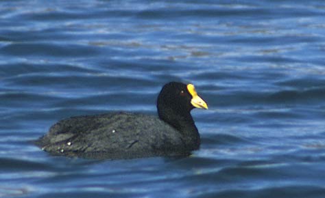 White-winged Coot (Fulica leucoptera) photo image