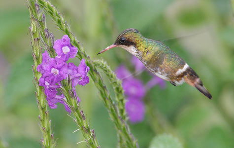 Black-crested Coquette (Lophornis helenae) photo image