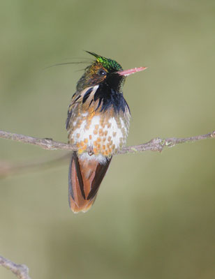 Black-crested Coquette (Lophornis helenae) photo image