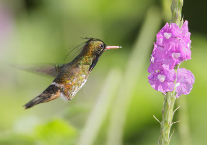 Black-crested Coquette (Lophornis helenae) photo image