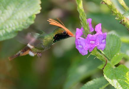 Rufous-crested Coquette (Lophornis delattrei) photo